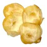 Suszone nogi ośmiornicy 100g